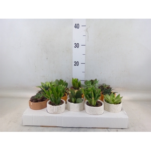 Succulents   ...
