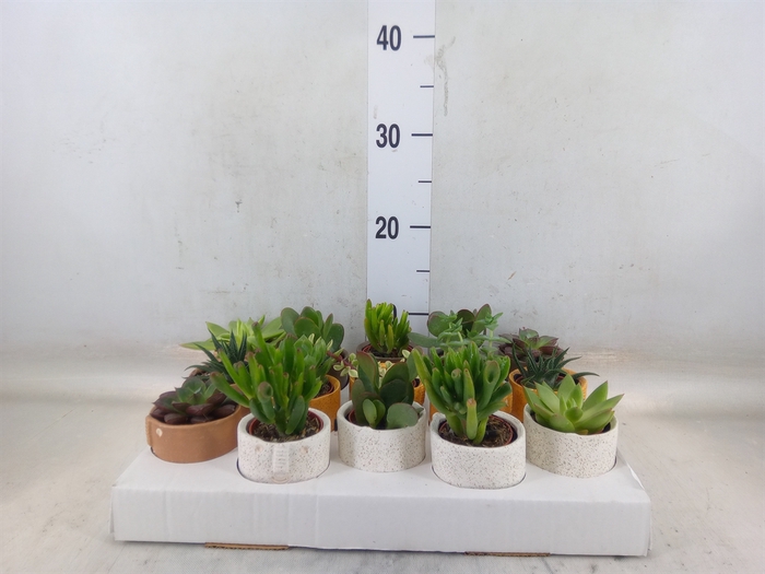 <h4>Succulents   ...</h4>