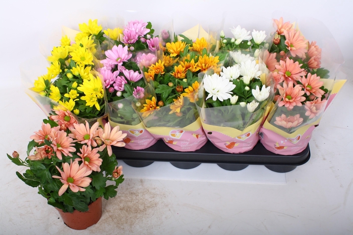 <h4>Chrys Gem 7 Kl</h4>