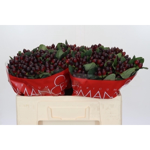 Hypericum Rocky Romance