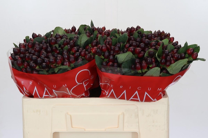 <h4>Hypericum Rocky Romance</h4>