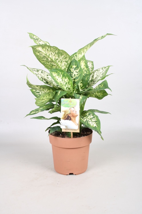 <h4>Dieffenbachia Compacta</h4>