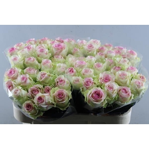 R Gr Pink Journey L 70