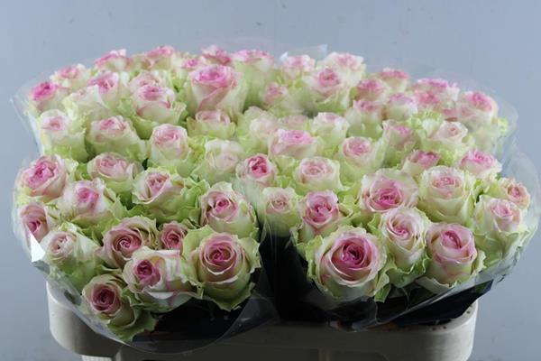 <h4>R Gr Pink Journey L 70</h4>