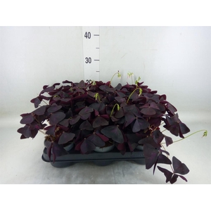 Oxalis   ...