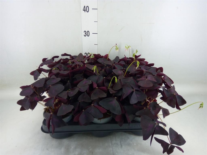 <h4>Oxalis   ...</h4>