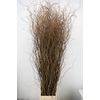 SALIX TORTUOSA 220CM