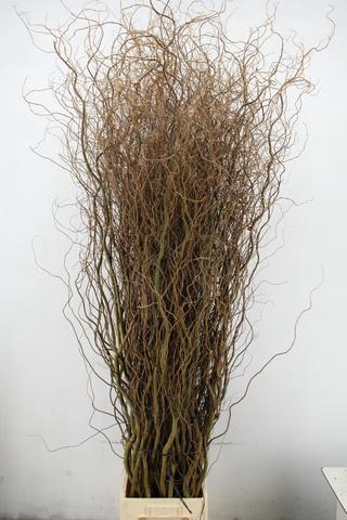SALIX TORTUOSA 220CM