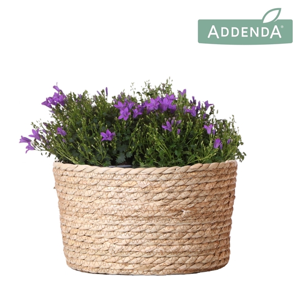 <h4>Campanula Addenda Ambella Intense purple in Reed Basket</h4>