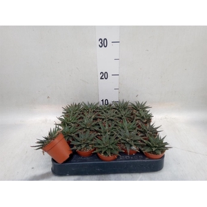 Aloe   ...