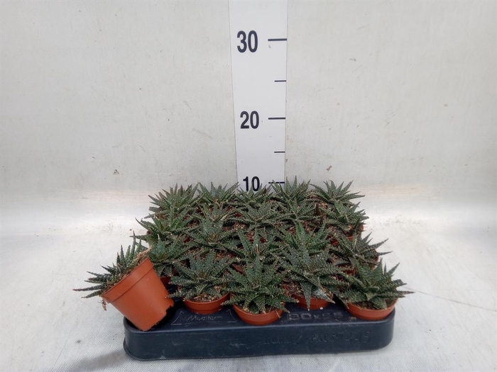 <h4>Aloe   ...</h4>