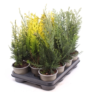 Chamaecyparis gemengde bak