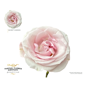 Rosa Premium Secret Garden