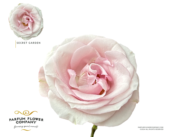 Rosa Premium Secret Garden