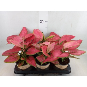 Aglaonema   ...