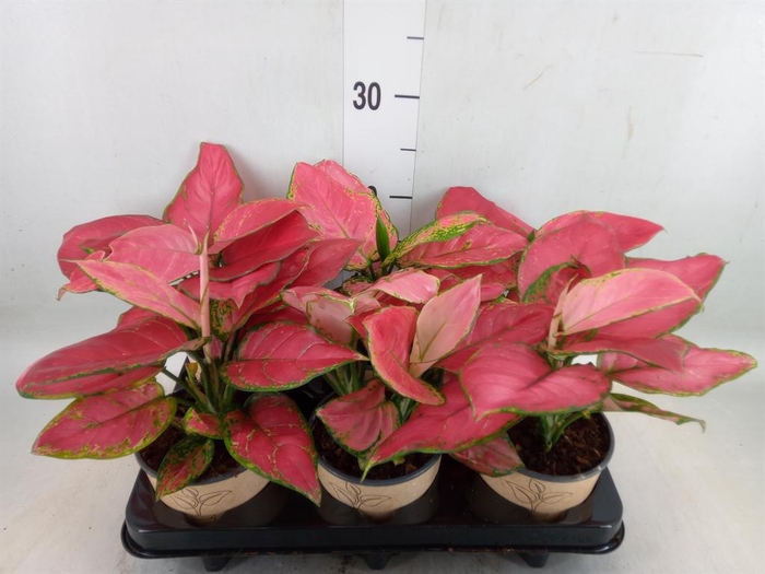 <h4>Aglaonema   ...</h4>