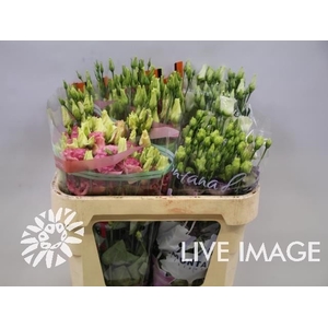 Lisianthus do mix in bucket