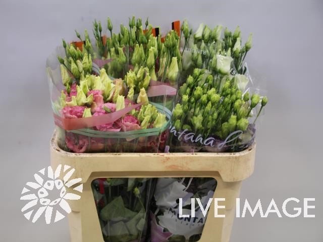 <h4>Lisianthus do mix in bucket</h4>