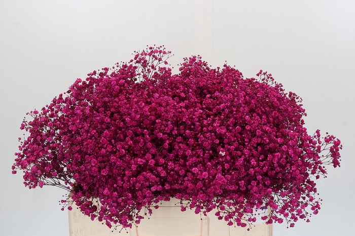 <h4>Gyps Kleurbehandeld Cerise</h4>