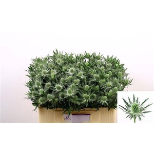 Eryngium Sirius Qstar 50cm X40