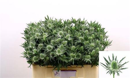<h4>Eryngium Sirius Qstar 50cm X40</h4>