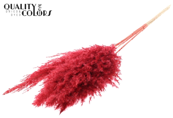 <h4>Pampas Grass 100cm 5st/bunch Bleached Red</h4>