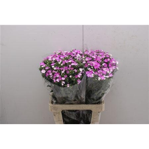 Di Barb Am Rose 60cm