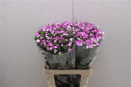 <h4>Di Barb Am Rose 60cm</h4>