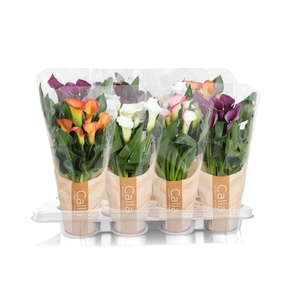 Zantedeschia gemengd Calla mix in bedrukte hoes