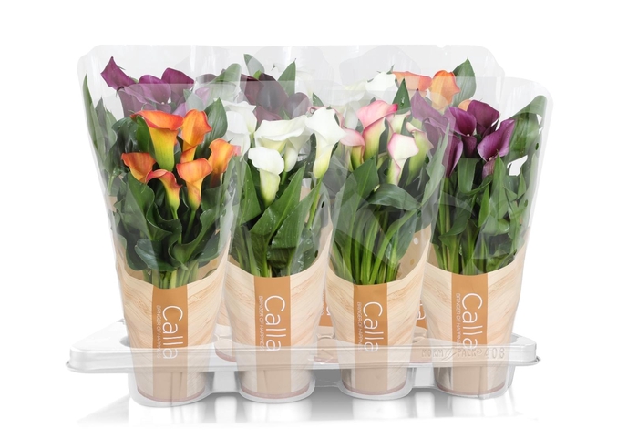 <h4>Zantedeschia gemengd Calla mix in bedrukte hoes</h4>