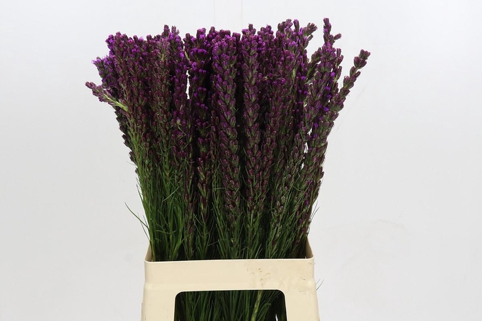 <h4>Liatris Callilepis</h4>