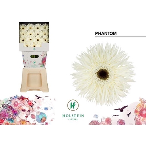 Gerbera Spider Phantom Diamond