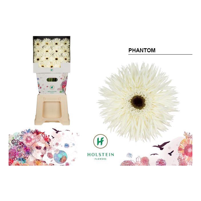 <h4>Ge Gr Gerspider Phantom</h4>