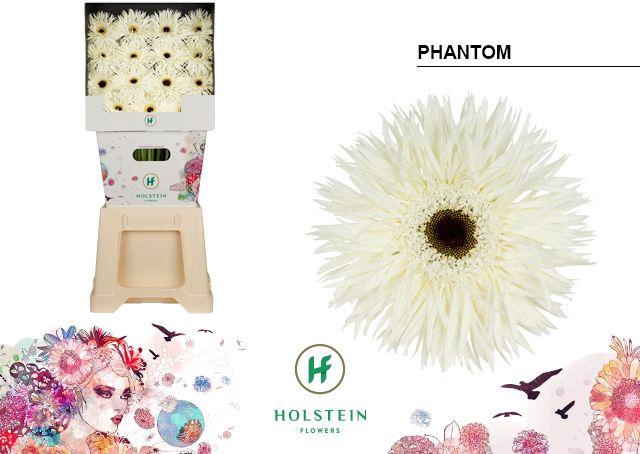 <h4>Gerbera Spider Phantom Diamond</h4>