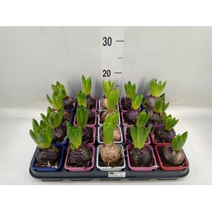 Hyacinthus orie.   ...mix 4