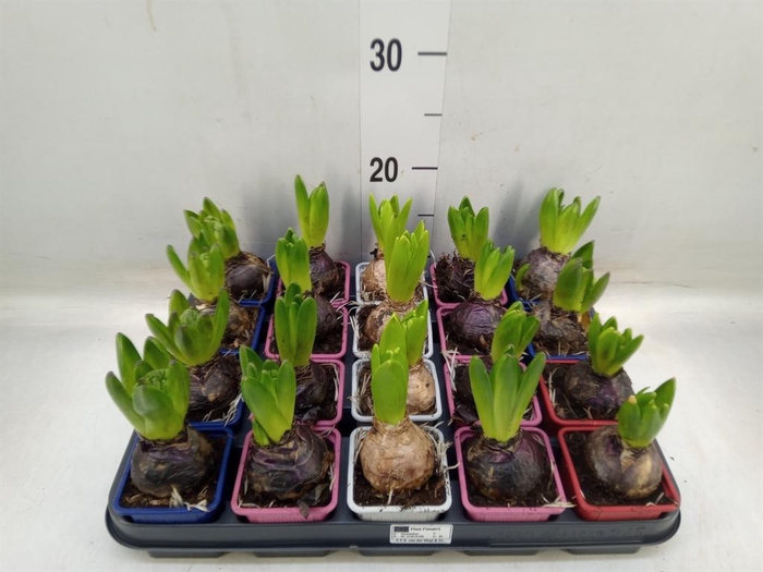 <h4>Hyacinthus orie.   ...mix 4</h4>