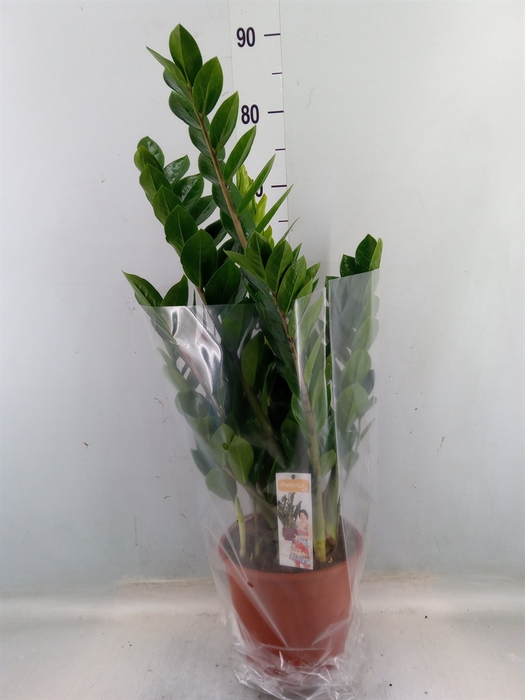 <h4>Zamioculcas zamiifolia</h4>