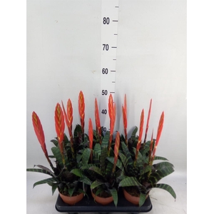 Vriesea  'Era'