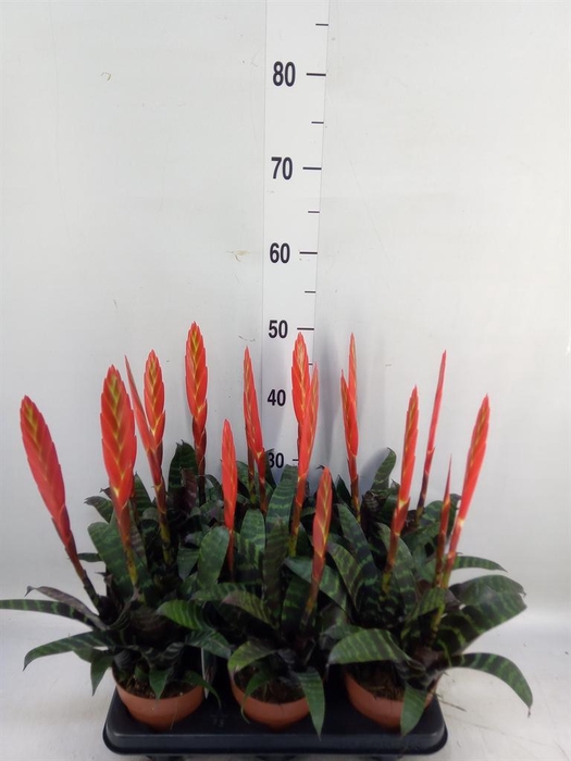 <h4>Vriesea 'Era'</h4>