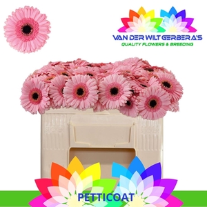 GE MI PETTICOAT
