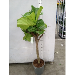 Ficus lyrata