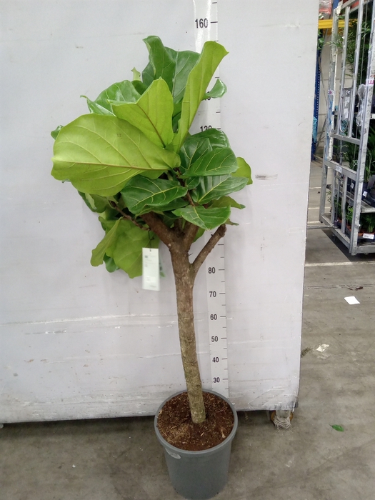 <h4>Ficus lyrata</h4>