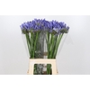 Agapanthus Blue Heaven