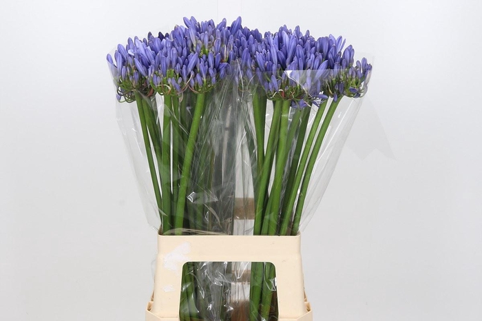 <h4>Agapanthus Blue Heaven</h4>