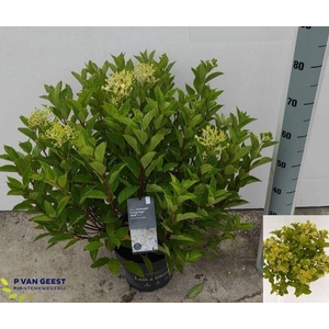HYDR PANICULATA
