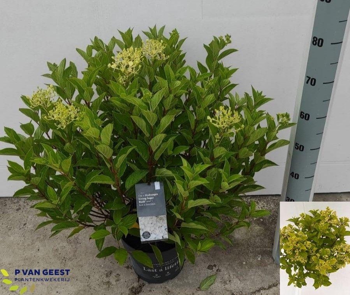 <h4>HYDR PANICULATA</h4>