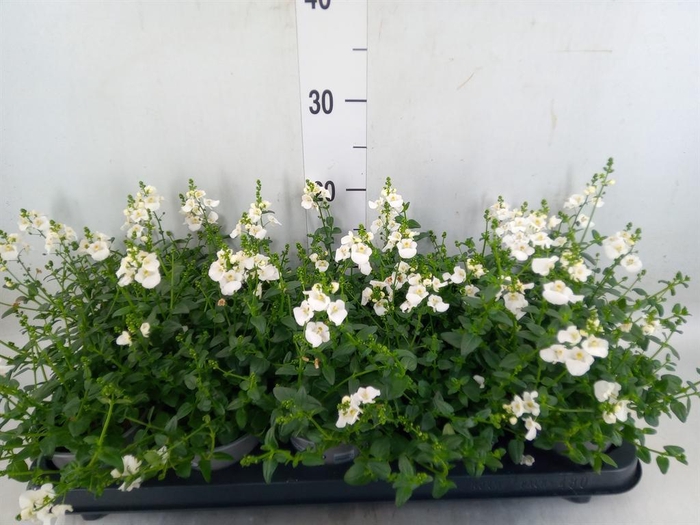 <h4>Diascia barberae</h4>