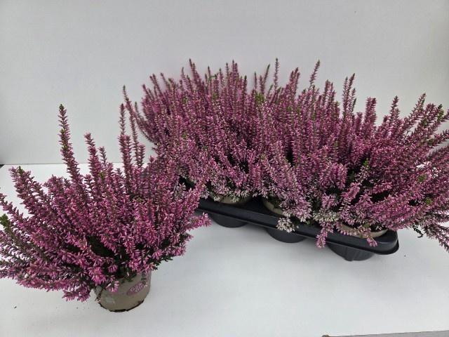 <h4>Callu Ga G Rosita</h4>