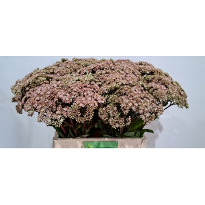 SEDUM MATRONA
