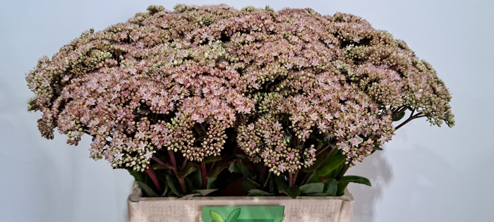 <h4>SEDUM MATRONA</h4>